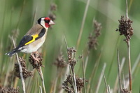 Carduelis carduelis